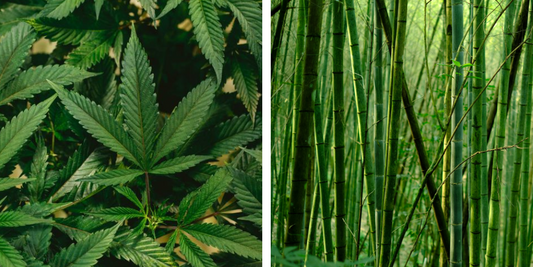 Hemp vs Bamboo - Which is Better?